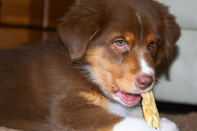 Close-up portrait of dog