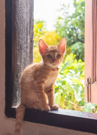 Portrait of cat sitting by window