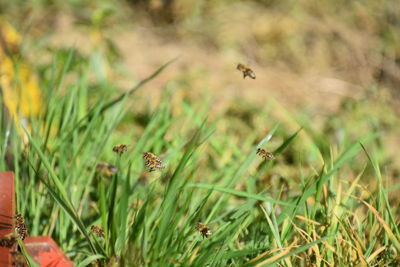 Close-up of insect flying over land