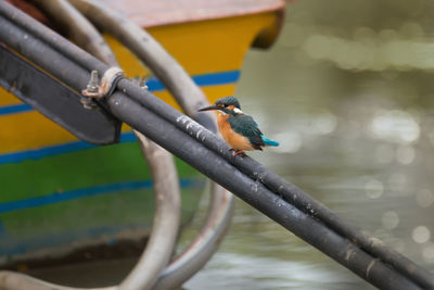 Kingfisher perching on metal over lake