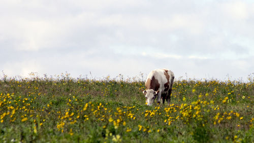 View of cow on field against sky