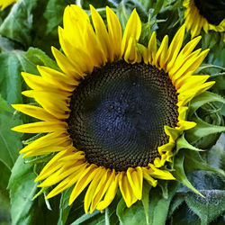 Close-up of sunflower blooming outdoors