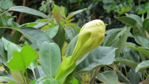 Close-up of yellow flowering plant