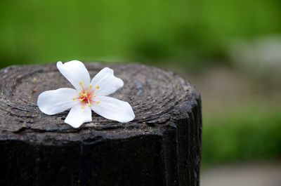 Close-up of white flower against blurred background