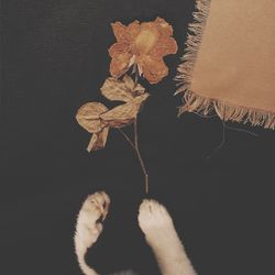 Close-up of a cat on dry leaves over black background