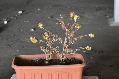 Close-up of small potted plant