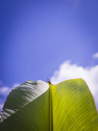 Low angle view of green leaf against blue sky