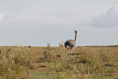 Bird standing in a field