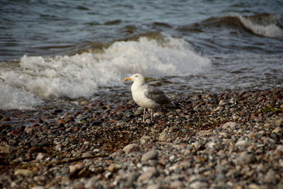 High angle view of seagull on beach