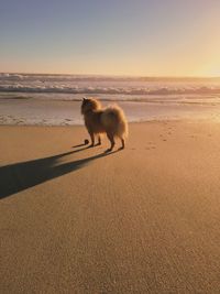 Dog on beach against sky during sunset