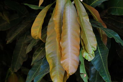 Full frame shot of long leaves