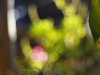 Close-up of plant against blurred background