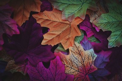 Close-up of autumn leaves