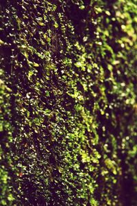 Full frame shot of tree trunk in forest