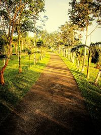 Footpath amidst trees