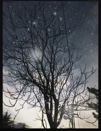 Silhouette bare tree against sky at night