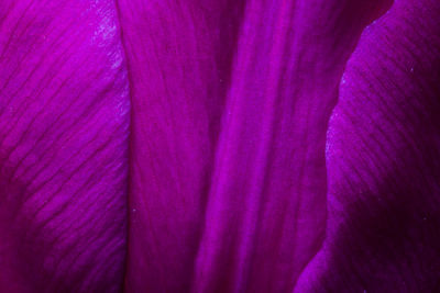 Full frame shot of purple flowering plant