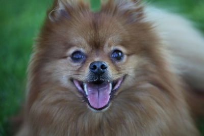 Close-up portrait of a dog