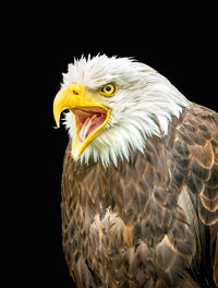 Close-up of eagle against black background