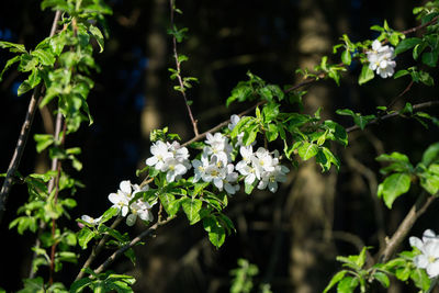 Close-up of white flowering plants