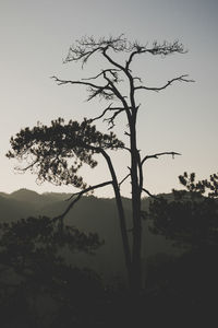 Silhouette tree against clear sky