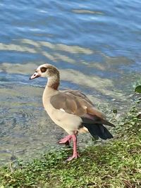 Side view of a bird on lakeshore