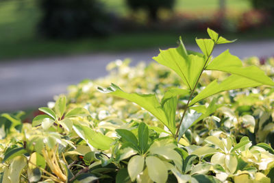 Close-up of green leaves on plant in field