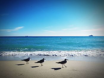Seagulls on beach