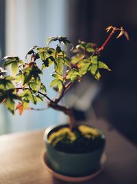 Close-up of bonsai