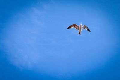 Low angle view of birds flying against blue sky