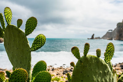 Close-up of cactus growing on sea against sky