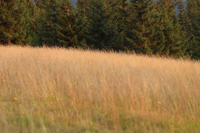 Scenic view of field