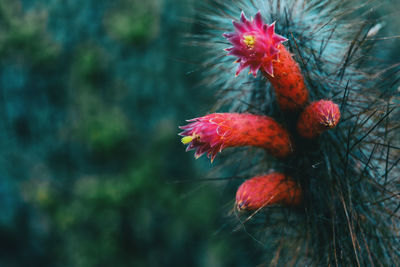 Close-up of red flower against blurred background