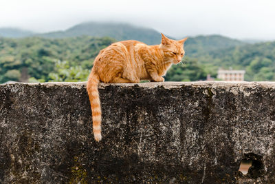 Side view of a cat on retaining wall