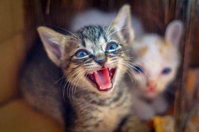 Close-up of kitten