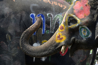 Close-up of decorated elephant