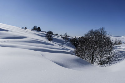 Trees on snow covered land against sky