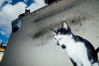 Close-up of cat against sky