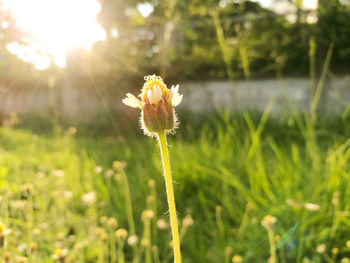 Close-up of yellow flowers growing on field