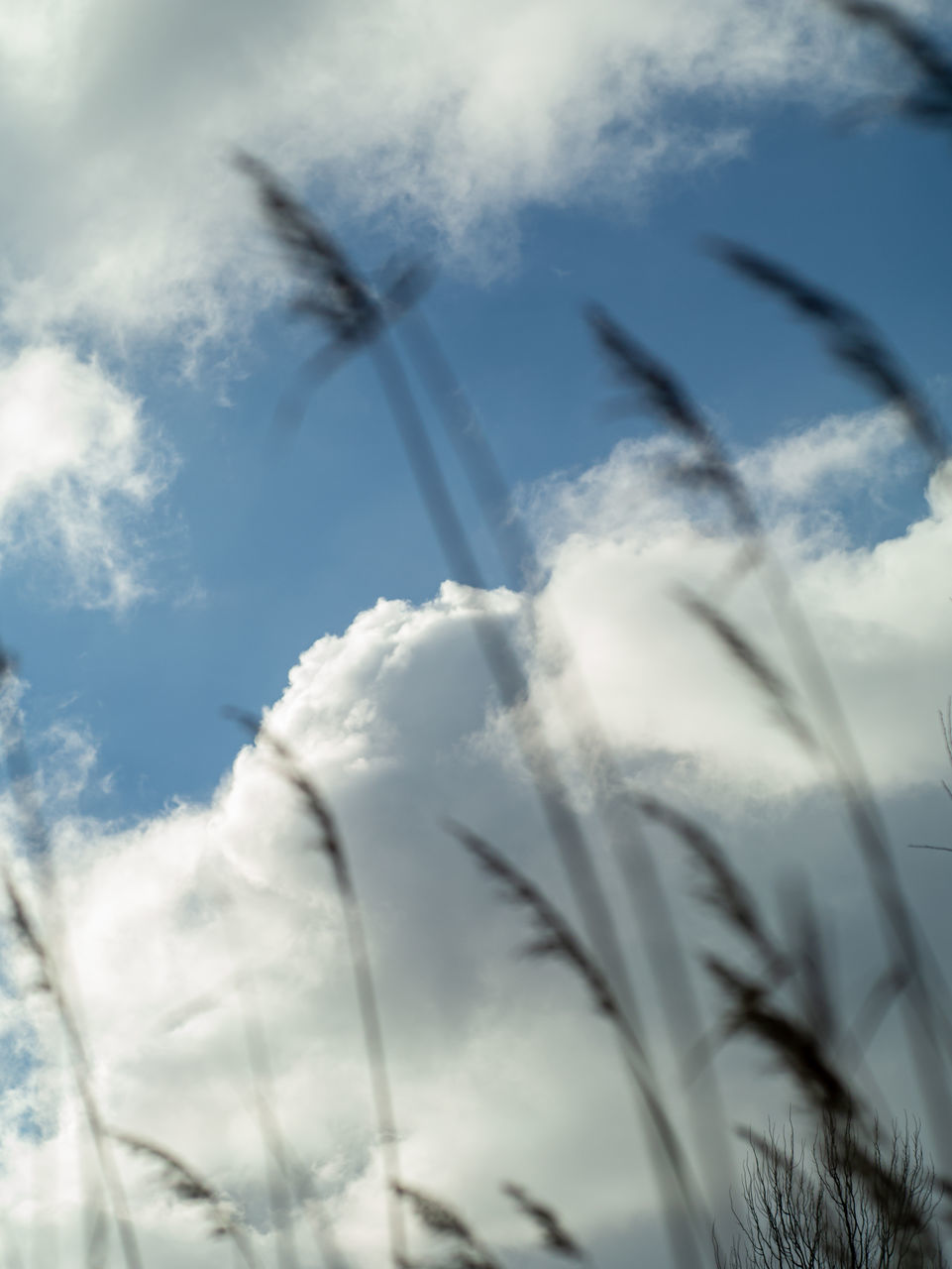 CLOSE-UP OF PLANT AGAINST SKY