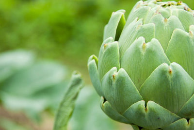 Close-up of fresh green plant