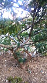 Low angle view of tree against sky