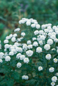 Close-up of white flowering plants