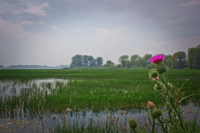 Flowers growing on field against sky