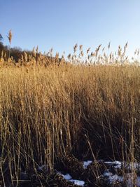 Panoramic view of field against clear sky