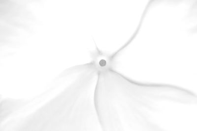 Close-up of flower over white background