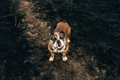 High angle portrait of dog on land