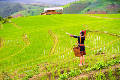 Full frame shot of rice paddy