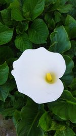 High angle view of white flowering plant
