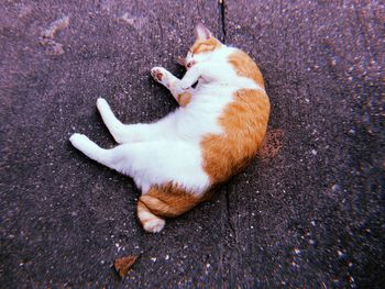 High angle view of cat sleeping